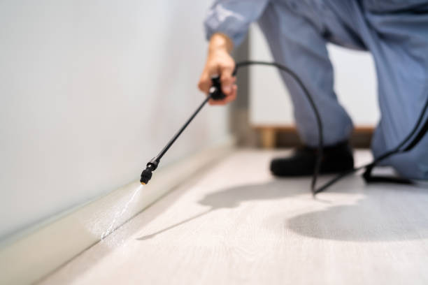 Certified termite inspector examining foundation in Verona